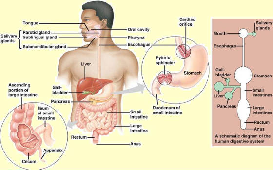 human_digestive_system.jpg